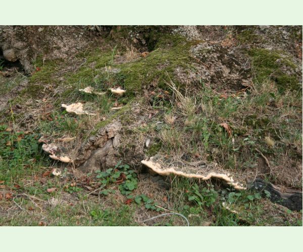 Perenniporia fraxinea