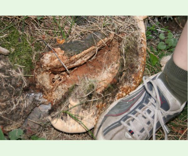 Perenniporia fraxinea