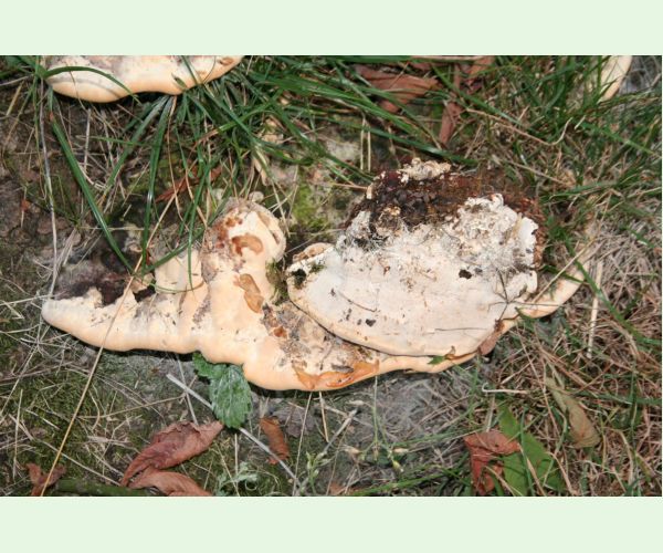 Perenniporia fraxinea