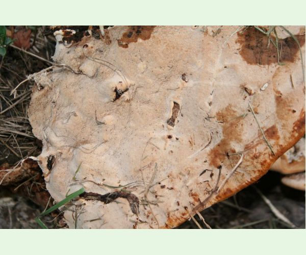 Perenniporia fraxinea