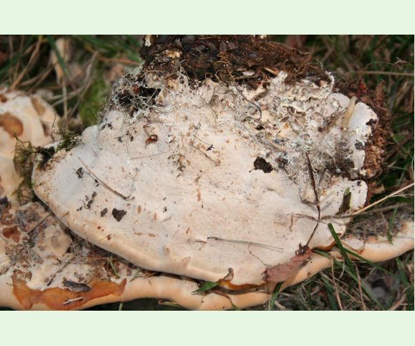 Perenniporia fraxinea