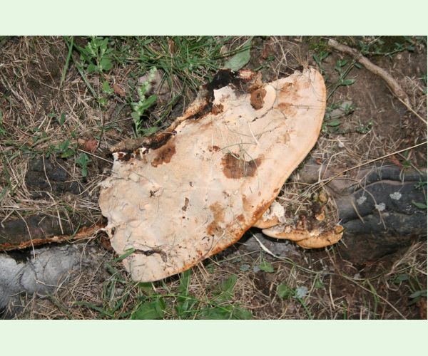 Perenniporia fraxinea