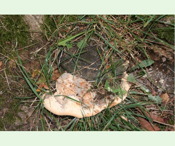 Perenniporia fraxinea