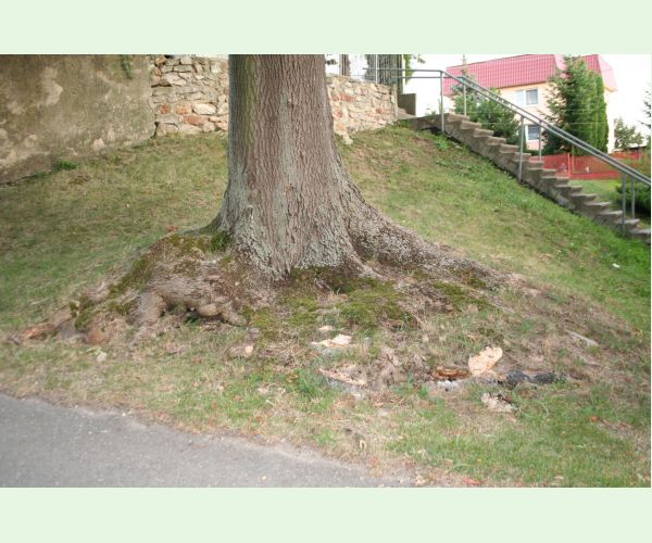 Perenniporia fraxinea