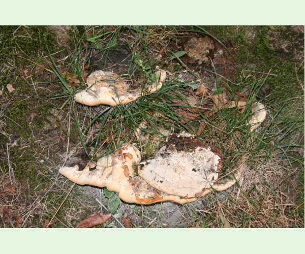 Perenniporia fraxinea