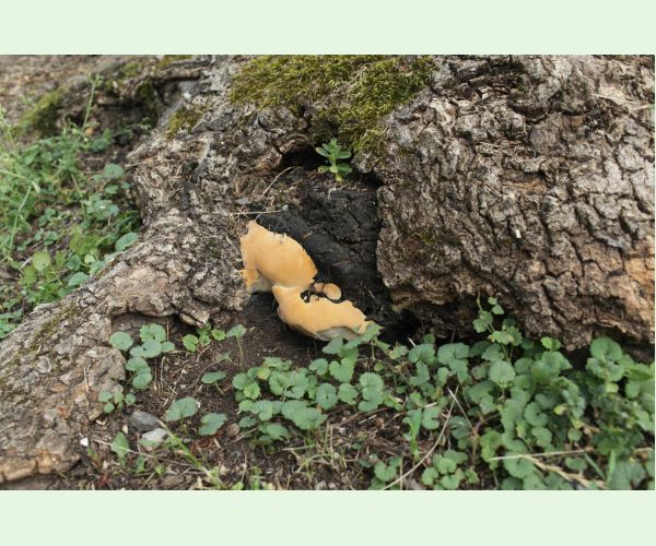 Perenniporia fraxinea