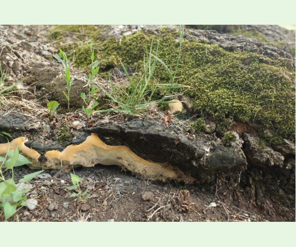 Perenniporia fraxinea