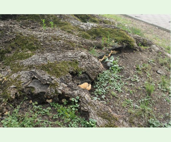 Perenniporia fraxinea