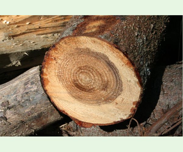 Heterobasidion annosum