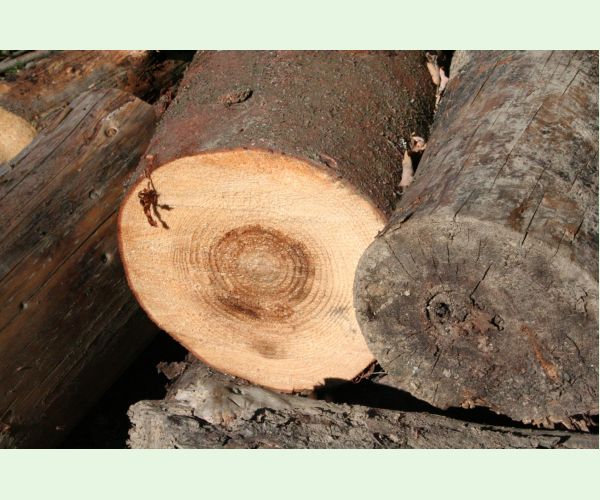 Heterobasidion annosum