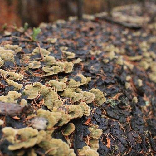 Trichaptum abietinum