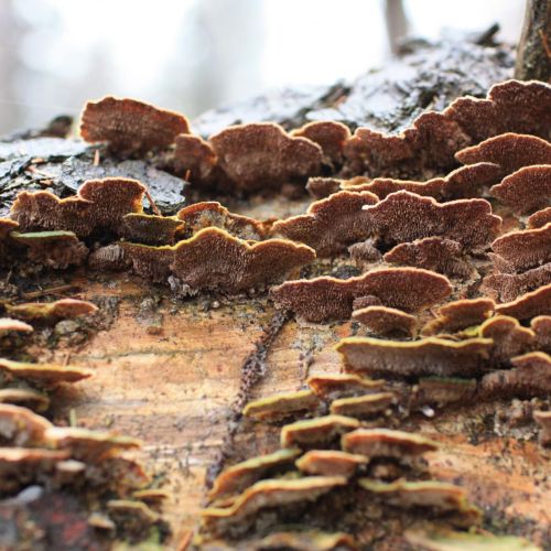 Trichaptum abietinum