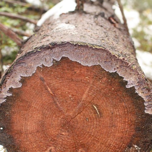 Trichaptum abietinum