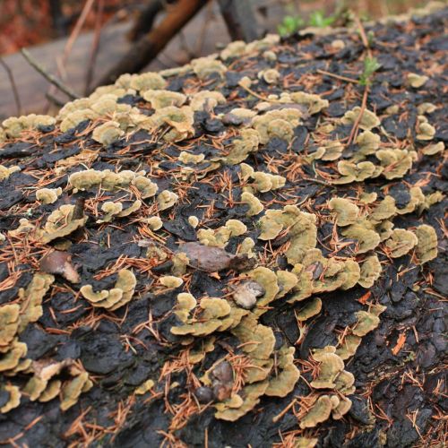 Trichaptum abietinum