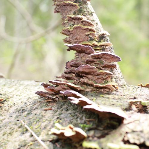 Trichaptum abietinum