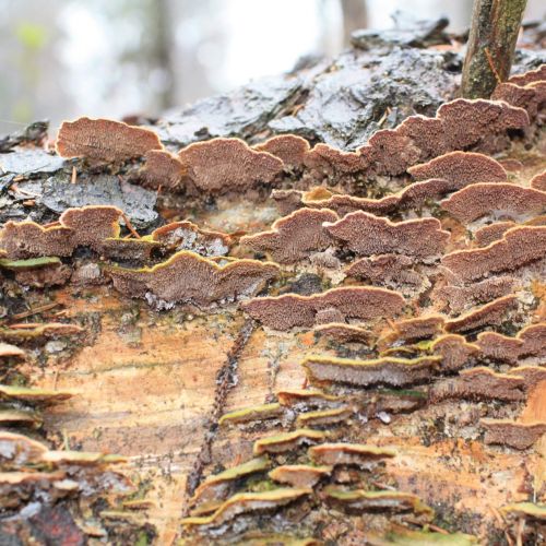 Trichaptum abietinum