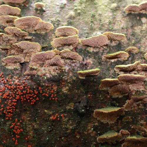 Trichaptum abietinum