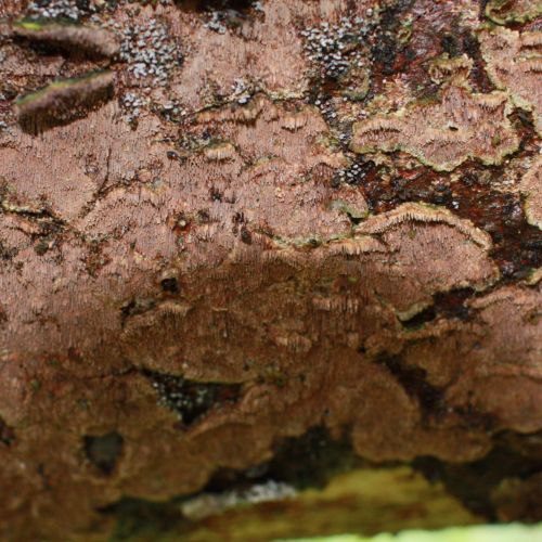 Trichaptum abietinum