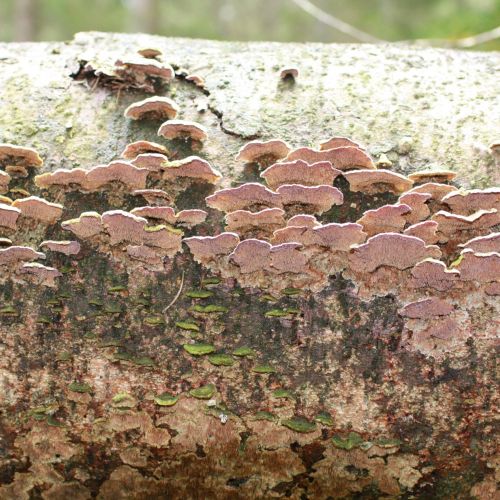 Trichaptum abietinum