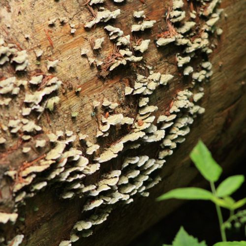 Trichaptum abietinum