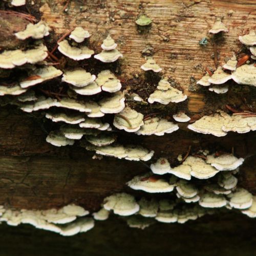 Trichaptum abietinum