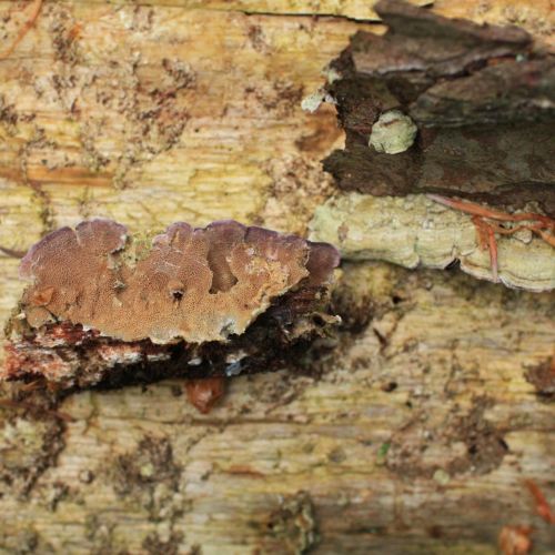 Trichaptum abietinum