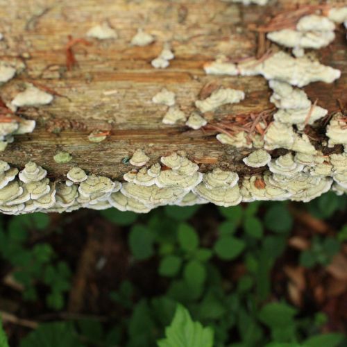 Trichaptum abietinum