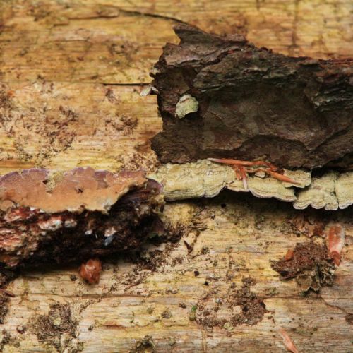 Trichaptum abietinum