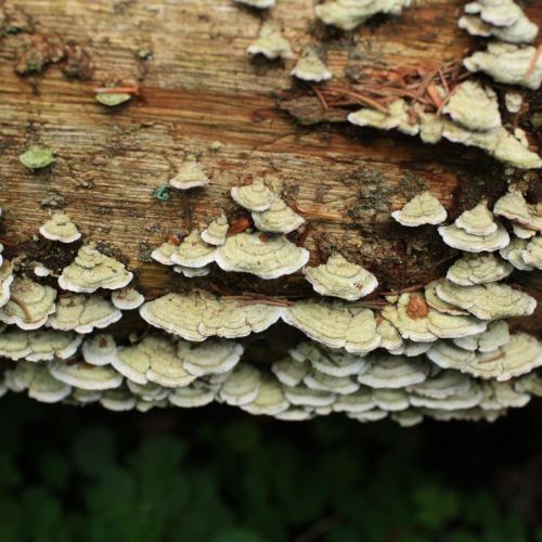 Trichaptum abietinum