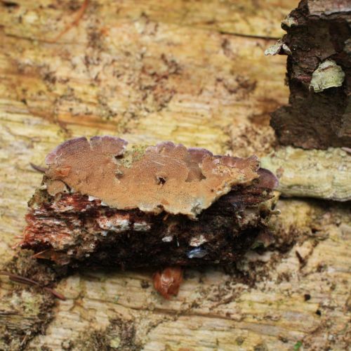 Trichaptum abietinum