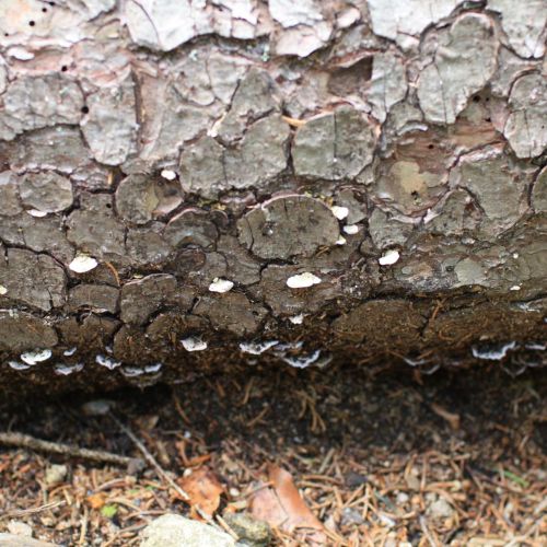 Trichaptum abietinum