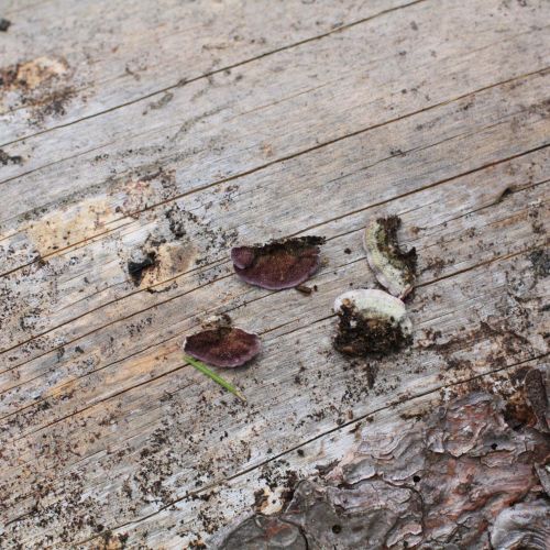 Trichaptum abietinum