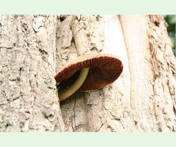 Volvariella bombycina