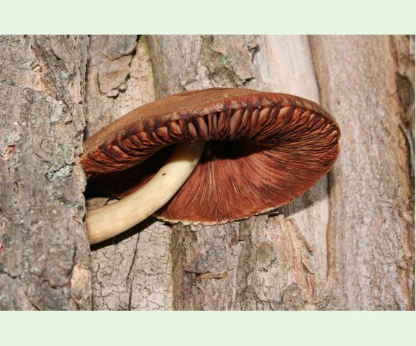 Volvariella bombycina