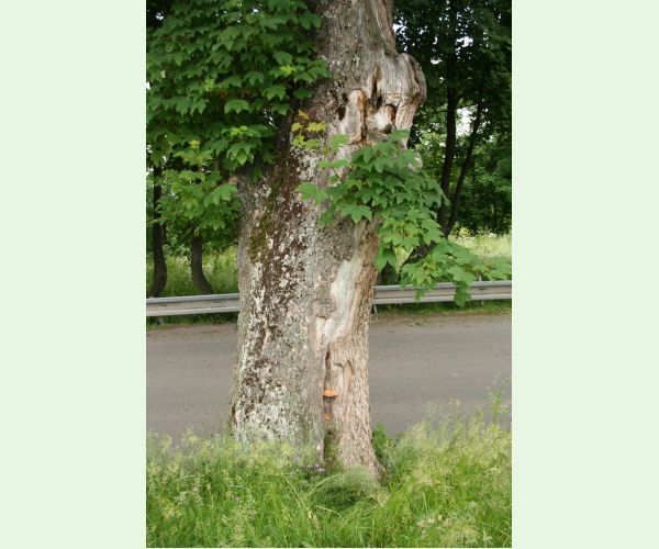 Volvariella bombycina