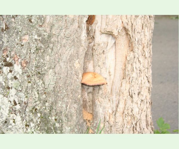 Volvariella bombycina