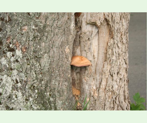 Volvariella bombycina