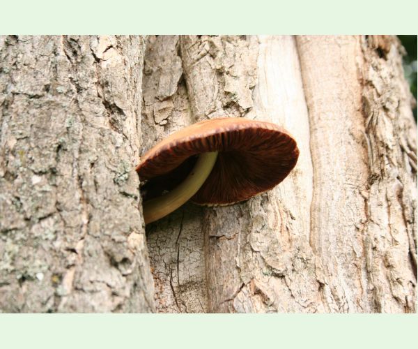 Volvariella bombycina