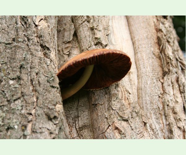 Volvariella bombycina
