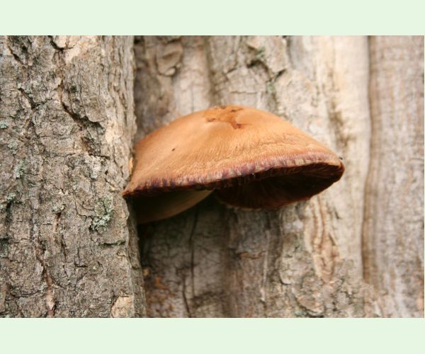 Volvariella bombycina
