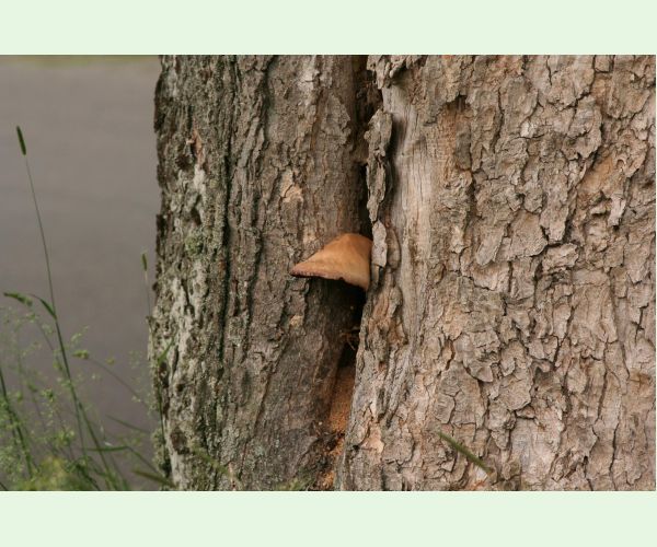 Volvariella bombycina