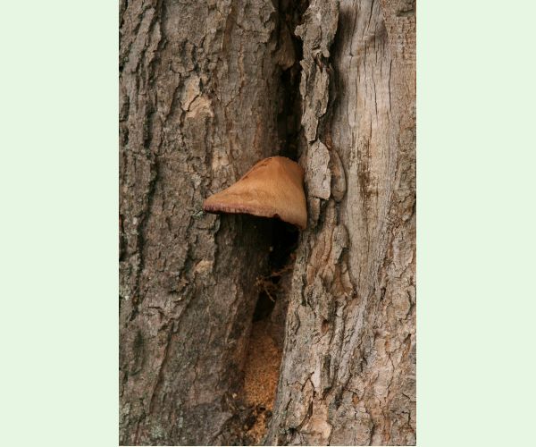 Volvariella bombycina
