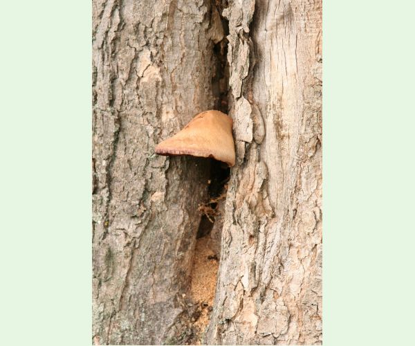 Volvariella bombycina