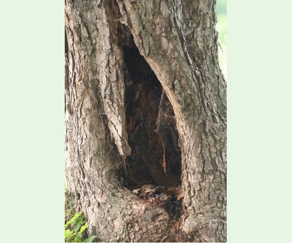 Volvariella bombycina