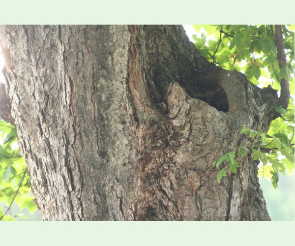 Volvariella bombycina