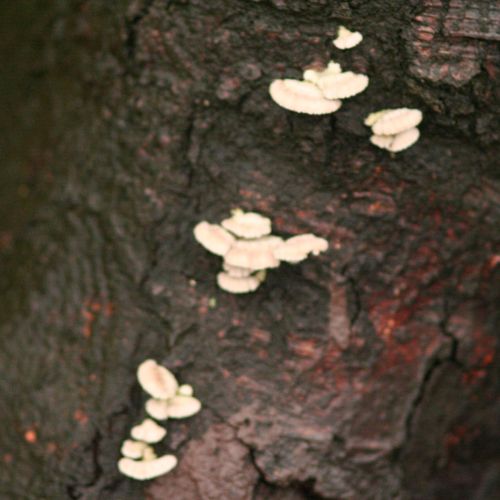 Schizophyllum commune