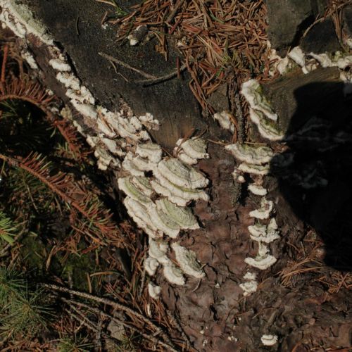 Trichaptum abietinum