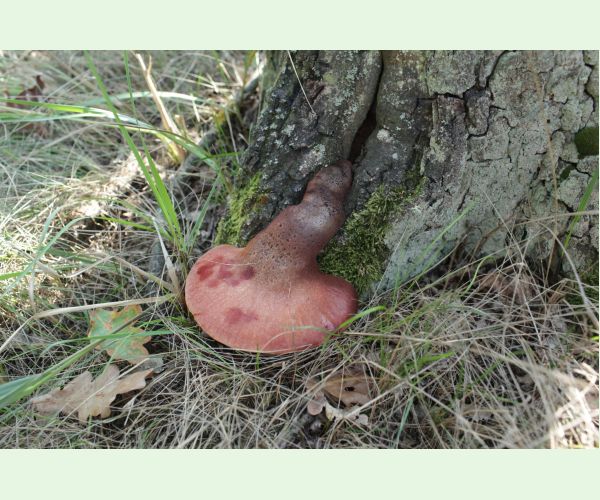 Fistulina hepatica