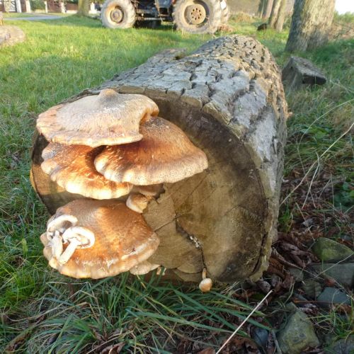 Pholiota populnea