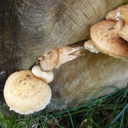 Pholiota populnea